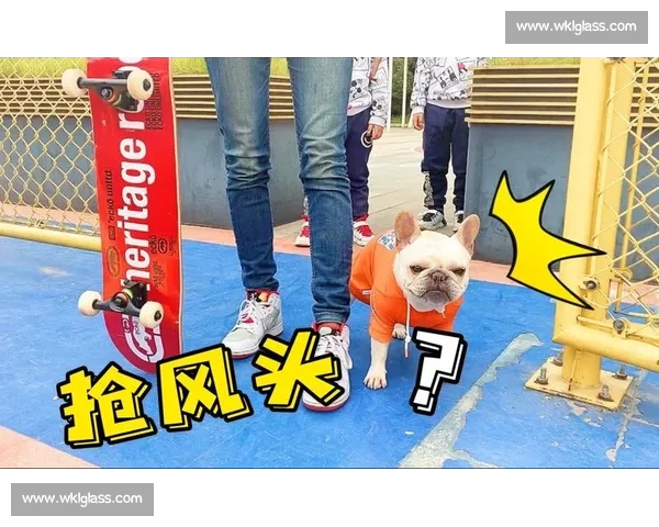 法斗滑板宽窄巷!成都萌宠又添新网红打卡地 法斗滑板宽窄巷!成都萌宠又添新网红打卡地